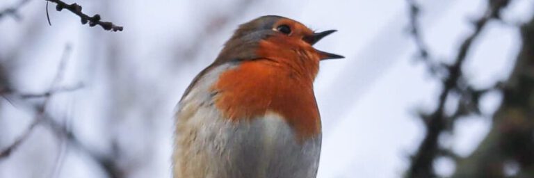 Zo help je vogels de winter door