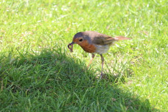 Roodborst met worm