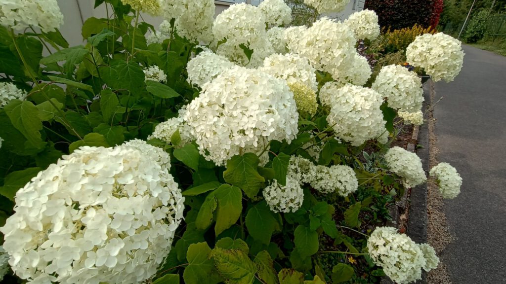 Hortensia