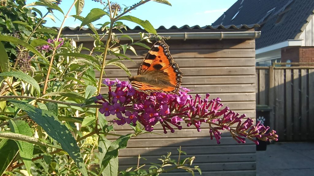 Vlider op de vlinderplant (Foto buiten mededinging voor onze fotowedstrijd.